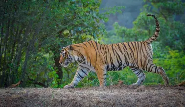 Jaipur Ranthambore Tour