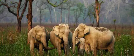 Assam Wildlife Tour