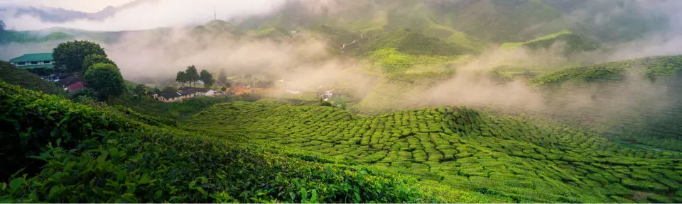 Munnar Alleppey Tour